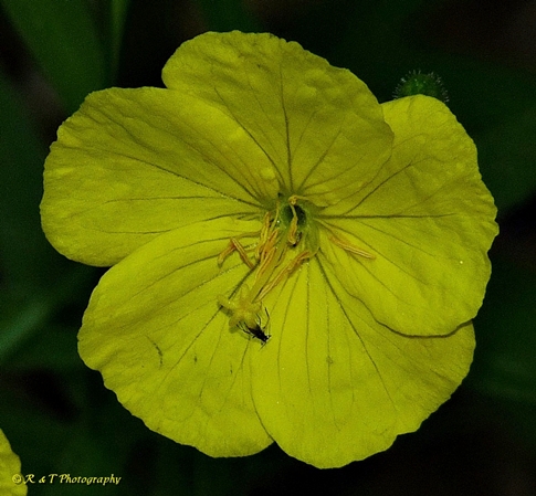 {Oenothera fruticosa}